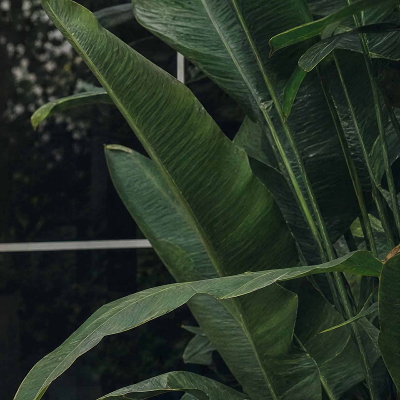 Normal banner mobile image